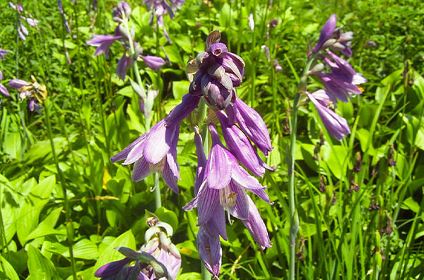 株式会社中川建設　中川の自然 写真2